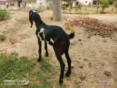 Bakra for sale age 6 month