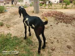 Bakra