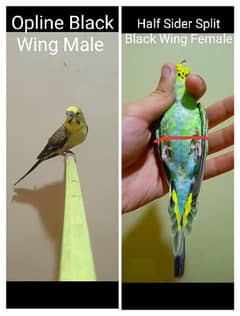 Blackwing Budgie Pair