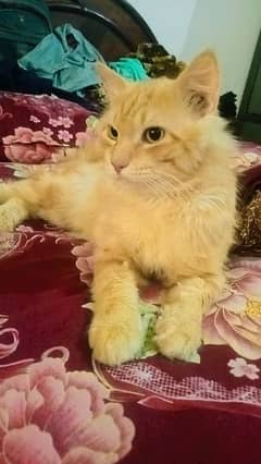 long hair cat. contact this number 03106799248