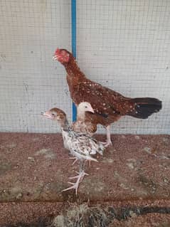 aseel hen with 2 chicks