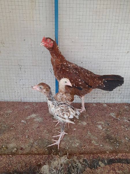 aseel hen with 2 chicks 0