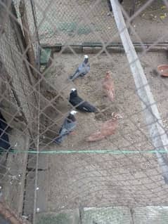 fancy pigeon for sale 03131532482