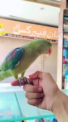 Raw Parrot Full Hand Tame Talking