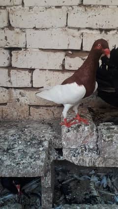 danish magpie breeder male