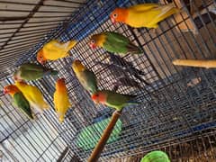 some lovebird are looking for sale