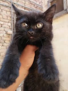 cat age 3 month. contact this number 03318386875