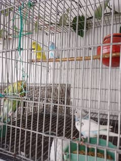 Australian parrot breeder pair. with chicks