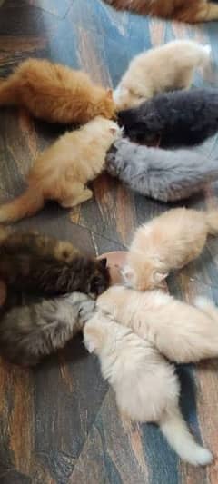 Persian triple coated kitten and cats for sale or adoptions