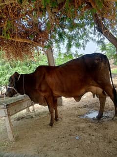 Cholistani Sahiwal cross Cow for sell call0/3/2/3/6/8/1/0/3/4/7