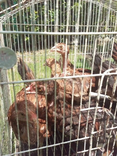 RIR and Thai cross , 10 chickens mix 1