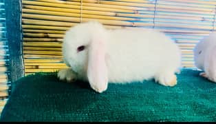 holland loop rabbit healthy  active all fancy rabbit extream quality