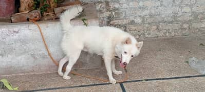 I want to sell my Russian dog male age 3 years