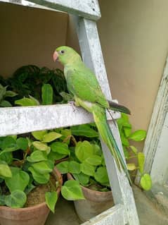 green ringneck and Aalbino and Euwing blue opline and sable and violet