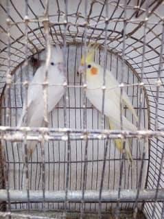 Cocktail Breeder Pair 0303-4824087