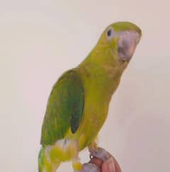 green ring neck parrot