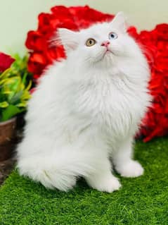 Persian cat kittens available 03264001612