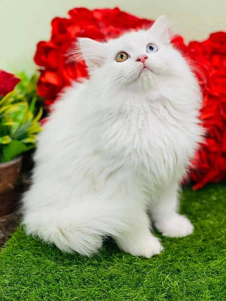 Persian cat kittens available 03264001612 0