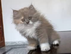 Unique Toffee Colour Calico & Blue eye White persian kittens