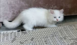 Persian Blue eye white kitten