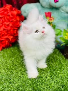 Persian cat kittens available 03264001612