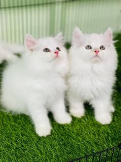 Persian kittens available 03264001612