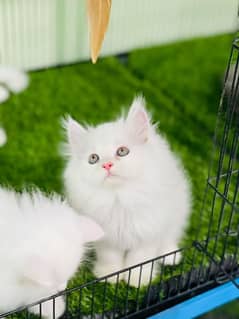 Persian cat kittens available 03264001612