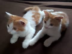 Beautiful Little Cats Pair for sale