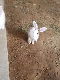 red and black eye rabbits