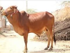cow meat 650 per kg
