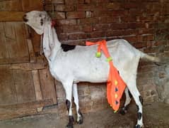 Beetal gabn goat for sale