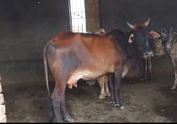 Cow aur sath Hilfiger (baachi) for sale