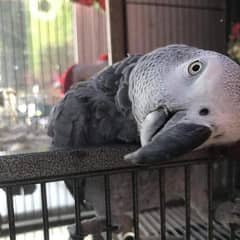 African grey parrot 03256960964Watsapp