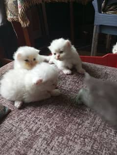 Persian kittens blue eye for sale