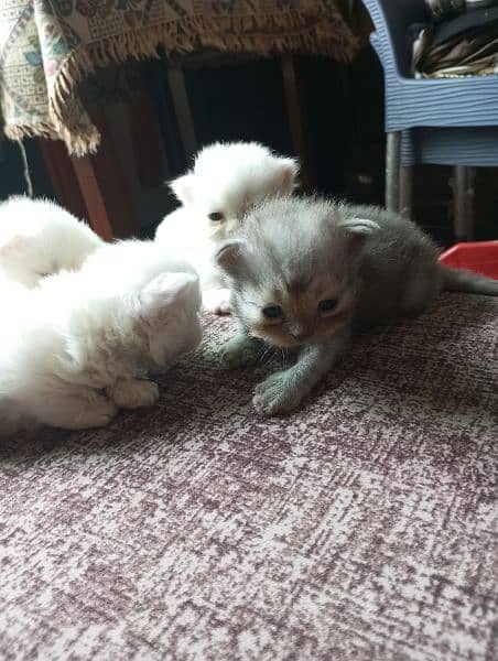 Persian kittens punch face for sale 2