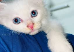 Persian cat blue eye