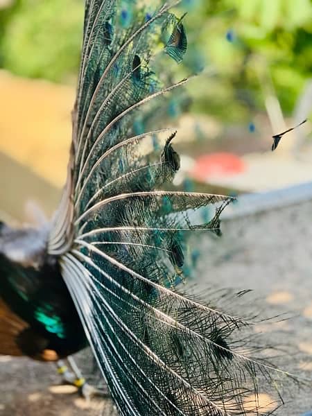 peacock pair ready to give eggs 1