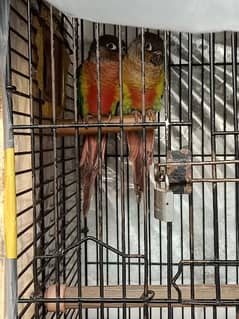 green cheek conure breeder pair for sale