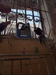 Cockatile parrots for sell breeder pair AGE : 2.5 months