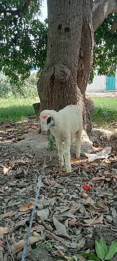 Dumba Sheep for sale
