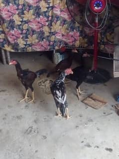 Aseel Hens for sale