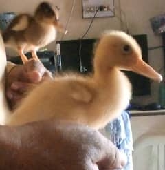 Baby Ducks Pair For Sale