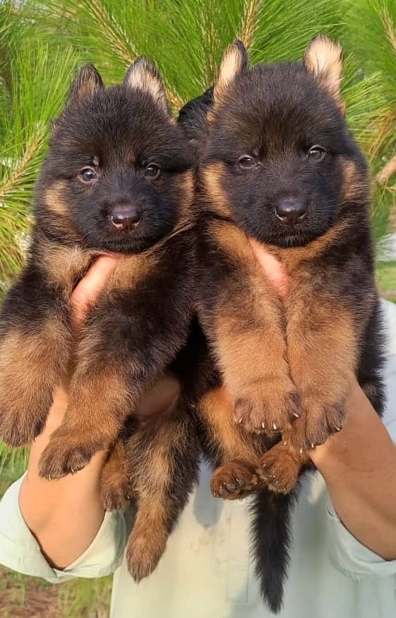 top quality German shepherd pair for sale 0