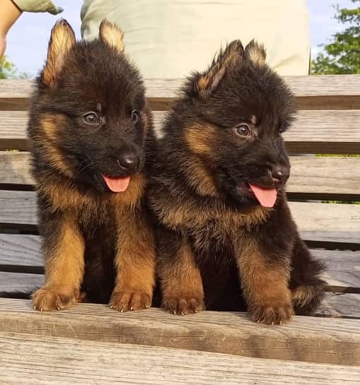 top quality German shepherd pair for sale 2