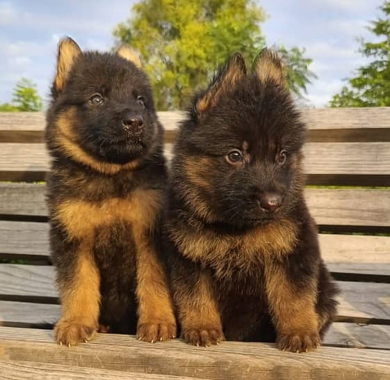 top quality German shepherd pair for sale 3