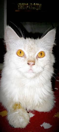 Brown Eyes White Cat