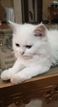 Persian kitten for sale long coat imported