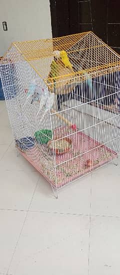 11 Australian Birds + Babies+ Full Cage+ included all . . . home Shifting