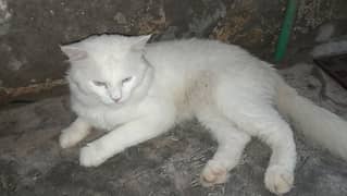 Turkish Angura male cat for sale