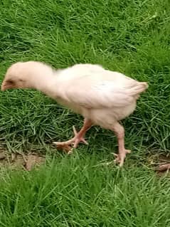 heera aseel chicks and hen for sale